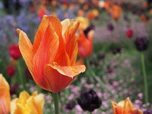 Feurige Tulpe